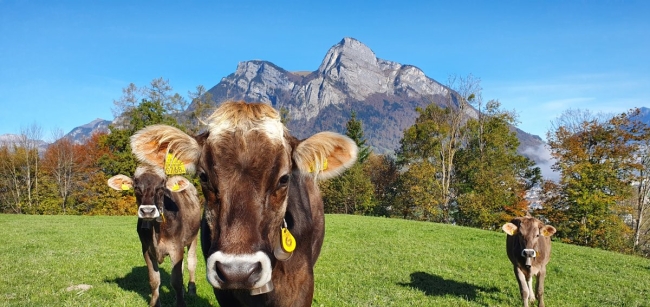 2 Tage Wander Stöcke